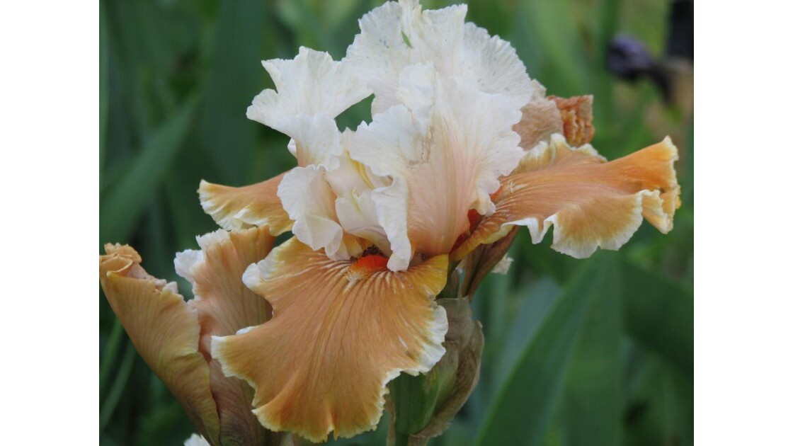 iris bicolore blanc beige 