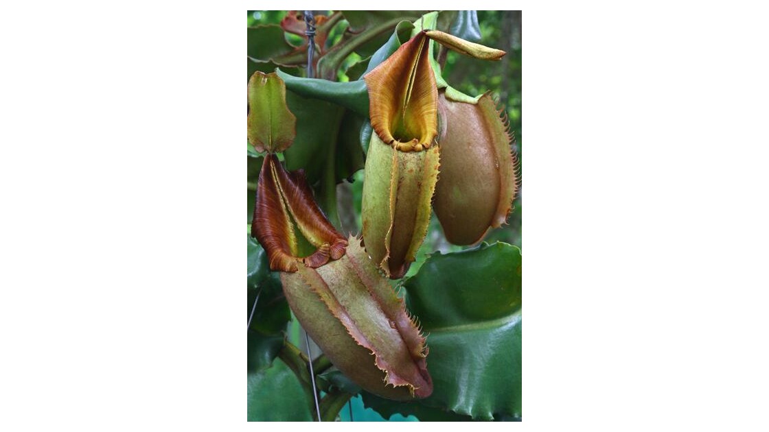 Nepenthes , carnivore!