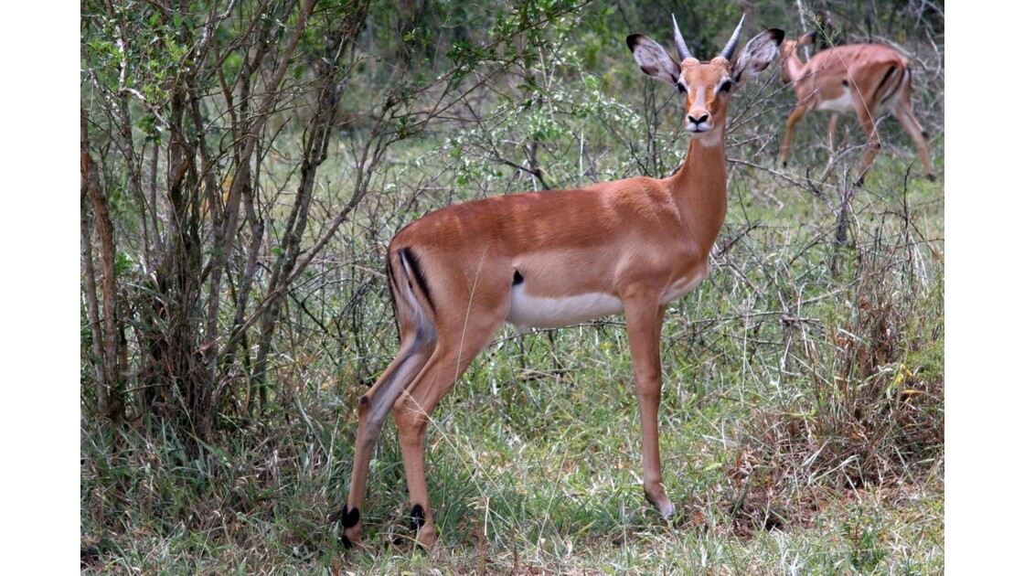 Ouganda : Impala