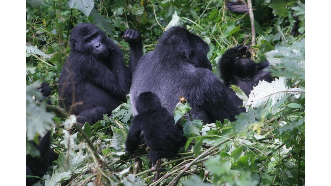 Ouganda : Gorilles "silverback"