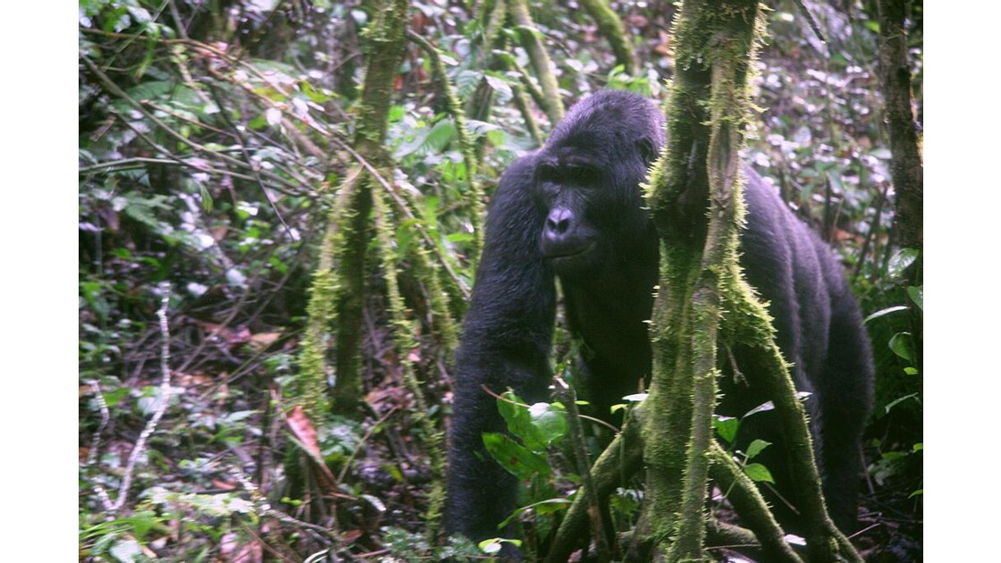 Ouganda : Gorille