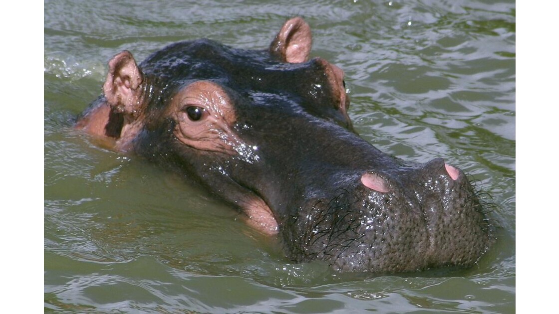 Ouganda : Hippopotame