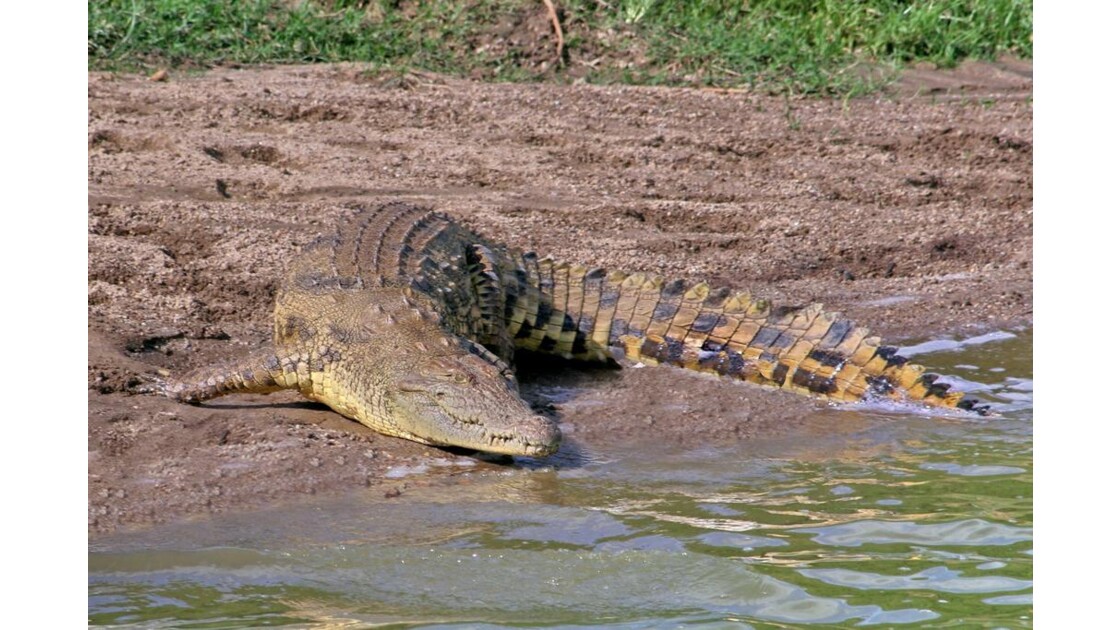 Ouganda : Crocodile