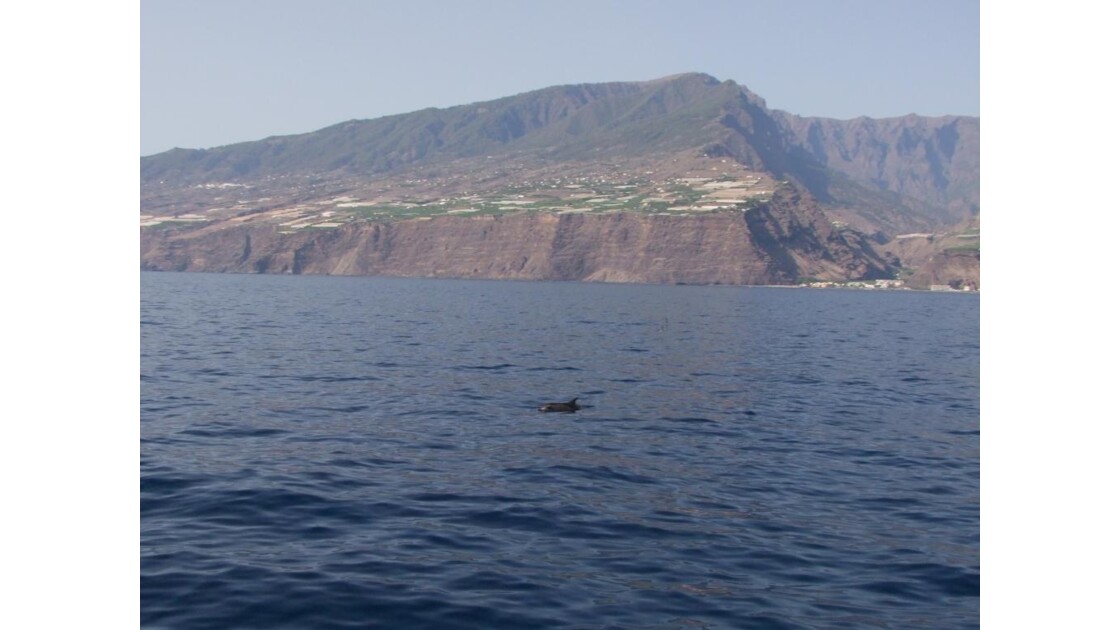 La Palma Tazacorte : dauphins.JPG
