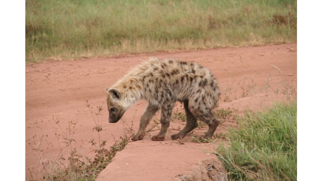 Hyène au Ngorongoro