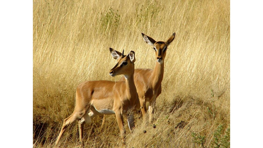 Couleurs savane impalas 2