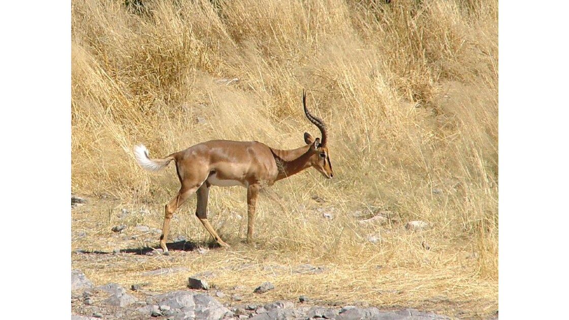 Parc national d'Etosha  impala 8