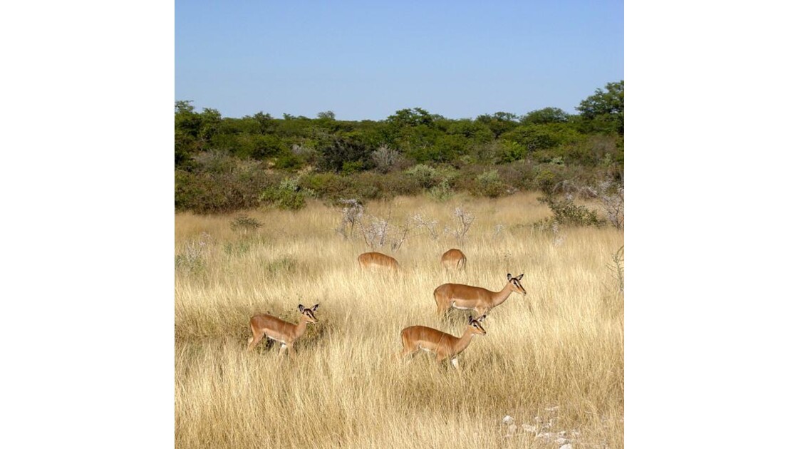Parc national d'Etosha impalas 6
