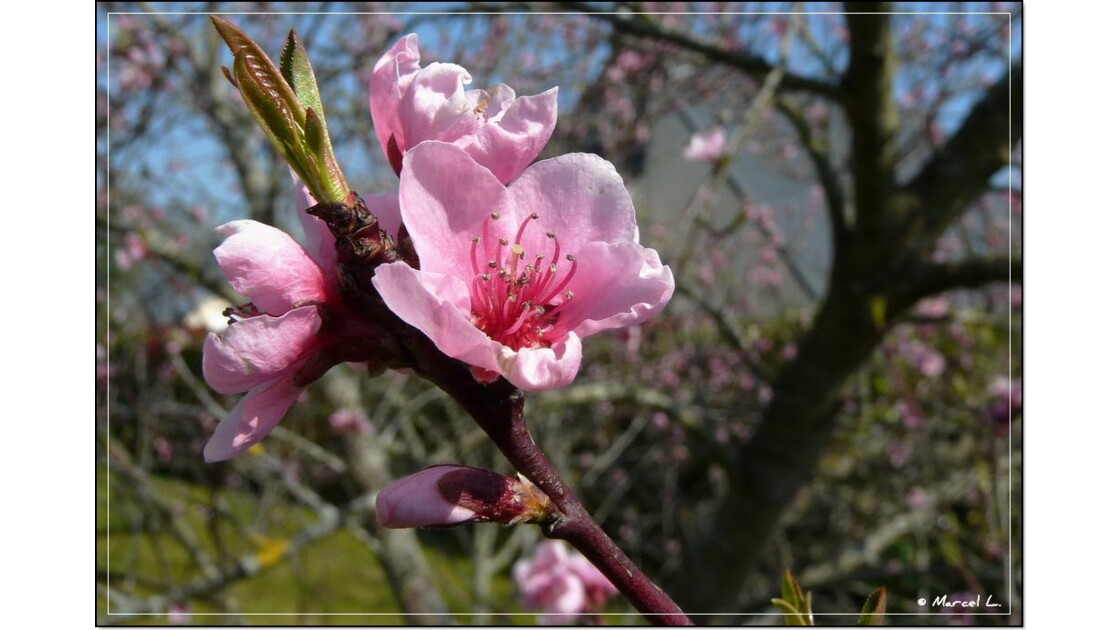 Fleur de Pêcher, Eclosion des fleurs de pêcher - Geo.fr