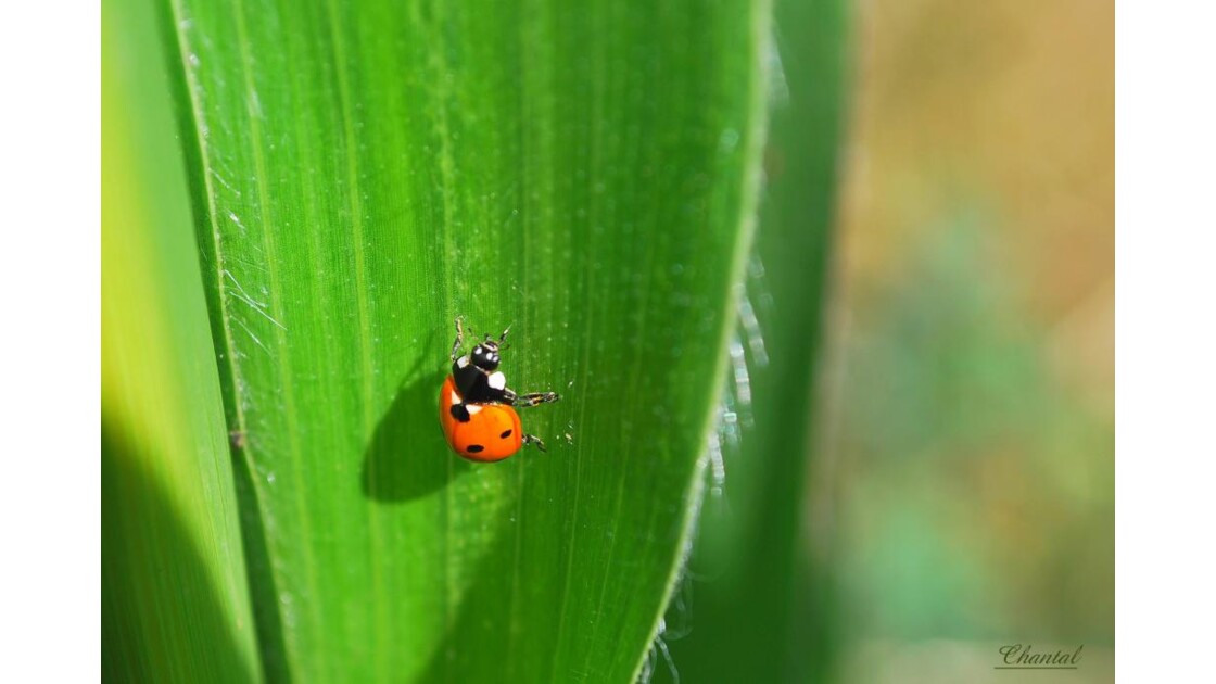 Coccinelledemoiselle Geofr 3646