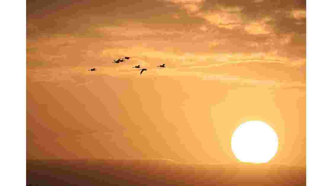 Vol de cygnes au soleil levant