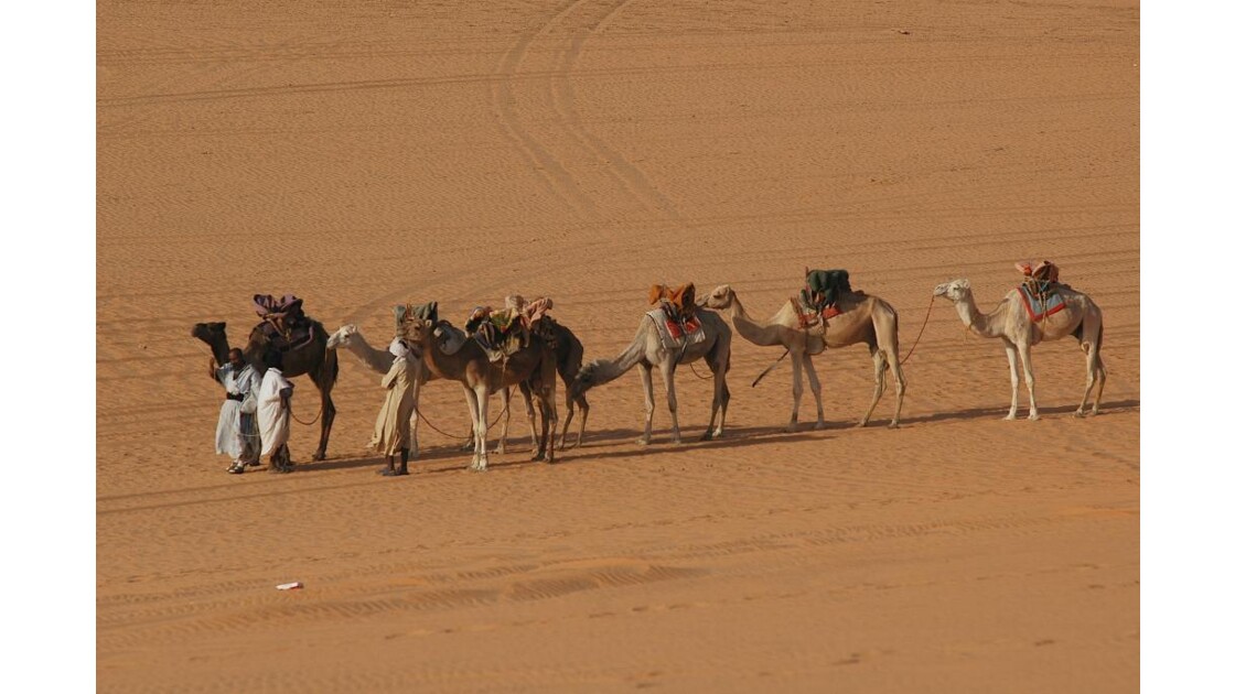 Caravane Chameaux Desert Mauritanie Jpg Geo Fr