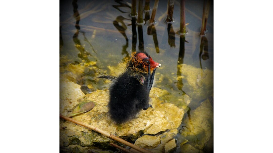 Bebe Foulque Pas Les Plus Beaux Des Poussins Les Geo Fr