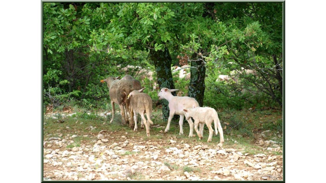 Famille moutons dans la vallée_P6030120