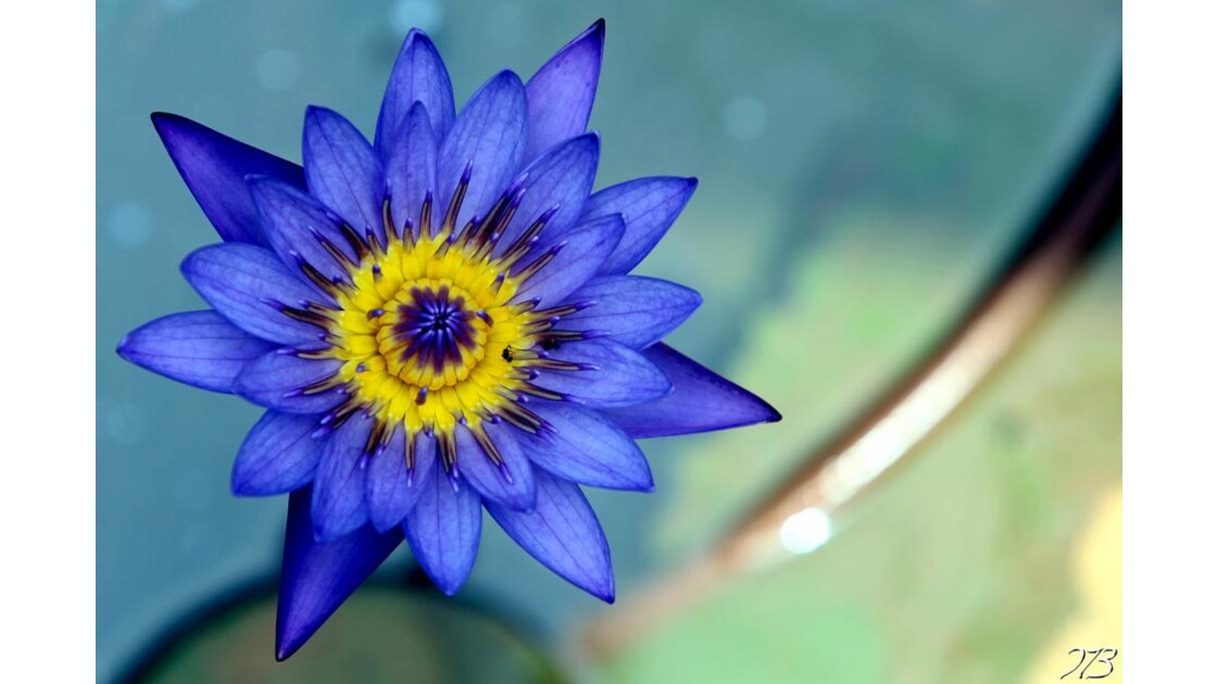 Lotus Bleu de Guyane