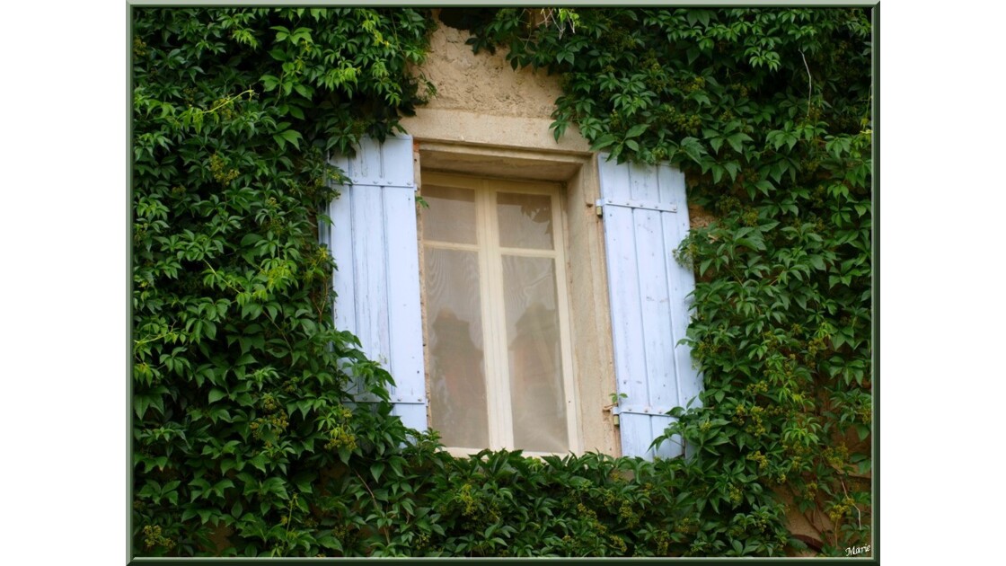 Fenêtre et vigne vierge_P6029589.jpg