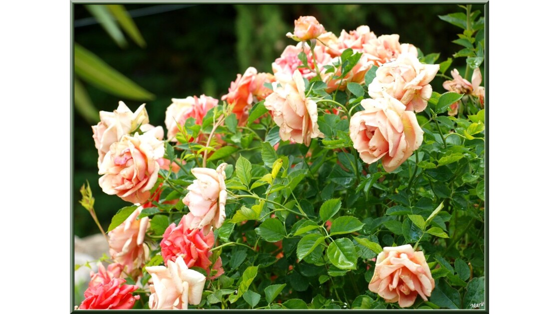 Roses épanouies_P6029596.jpg