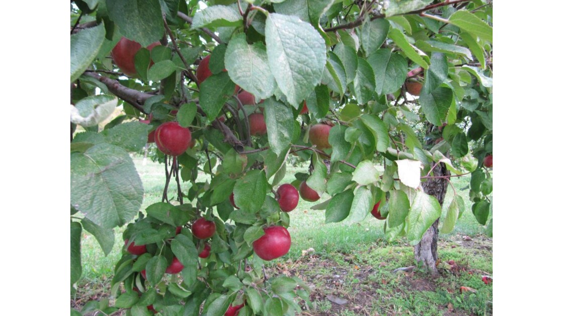 pommes d'automne