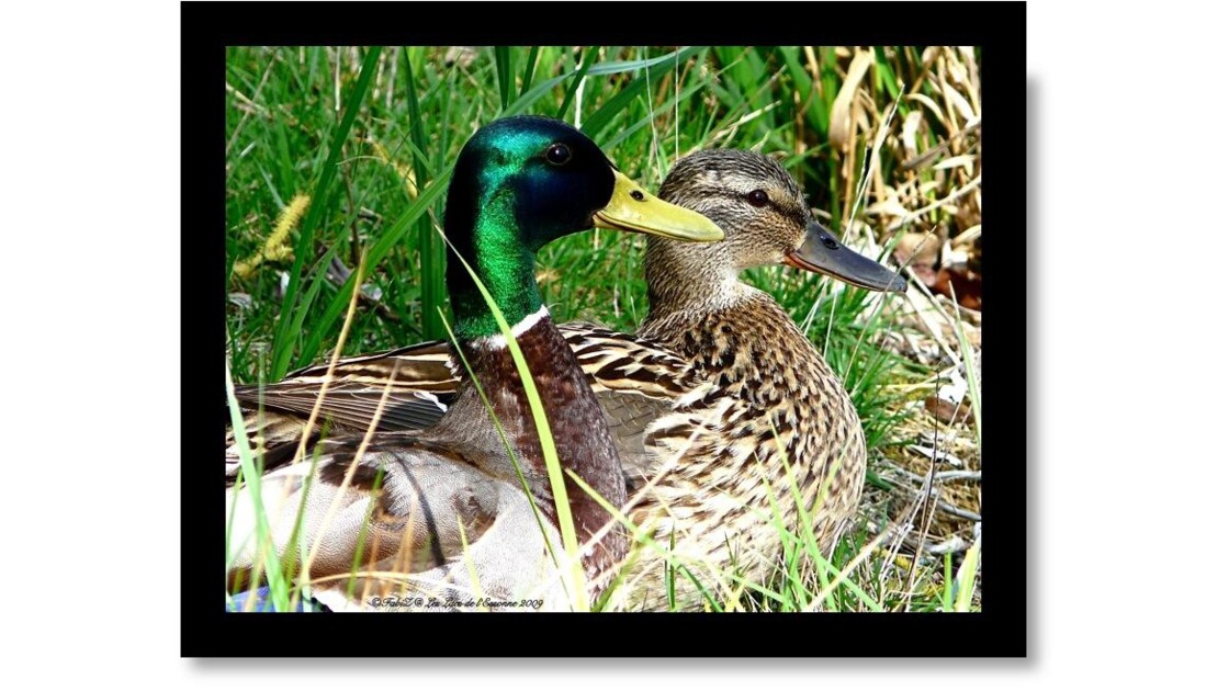 Happy Ducks.jpg