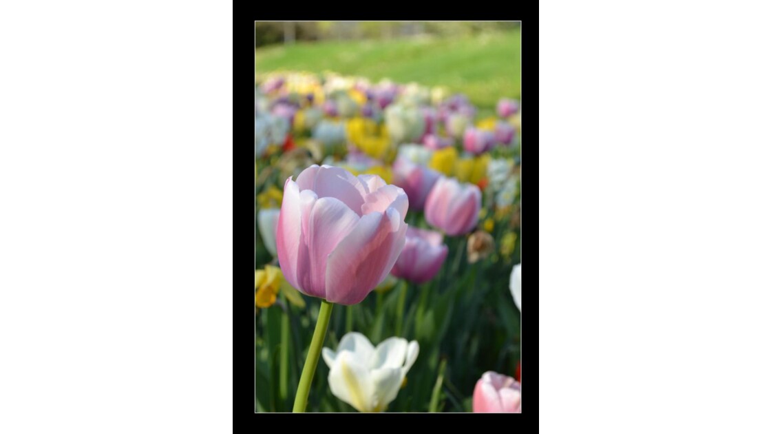 tulipe.jpg