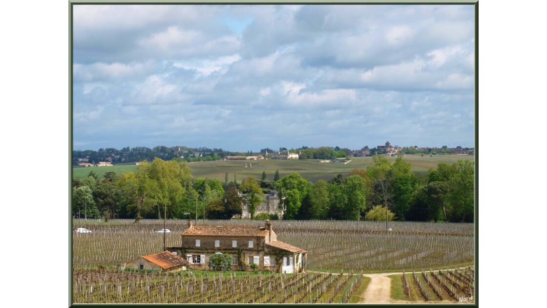 Vue panoramique sur les vignobles
