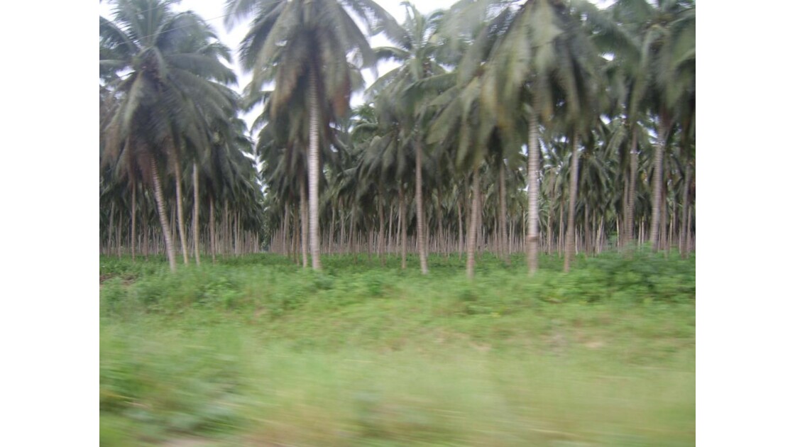 plantation d'hévéa