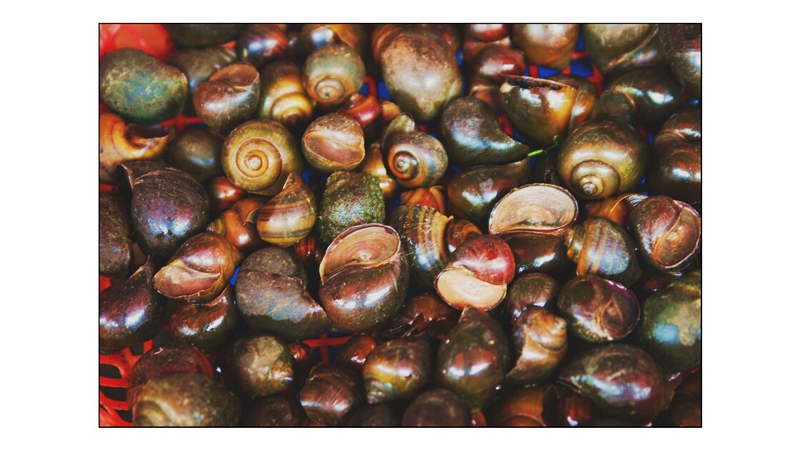 vietnam market snails.jpg