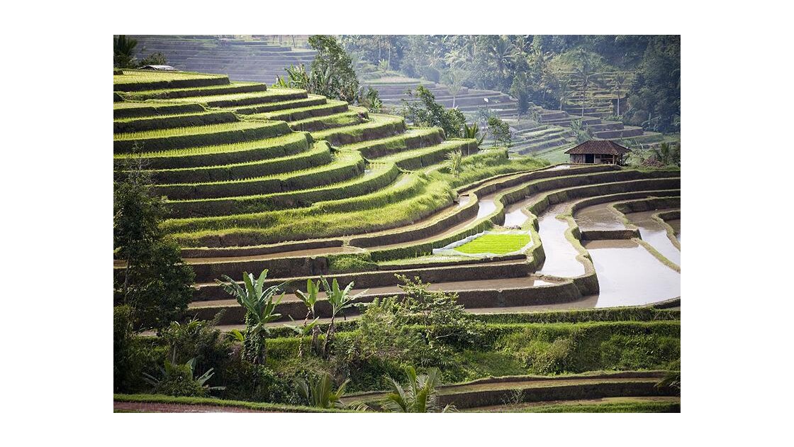 Bali, rizières de Jatiluwi
