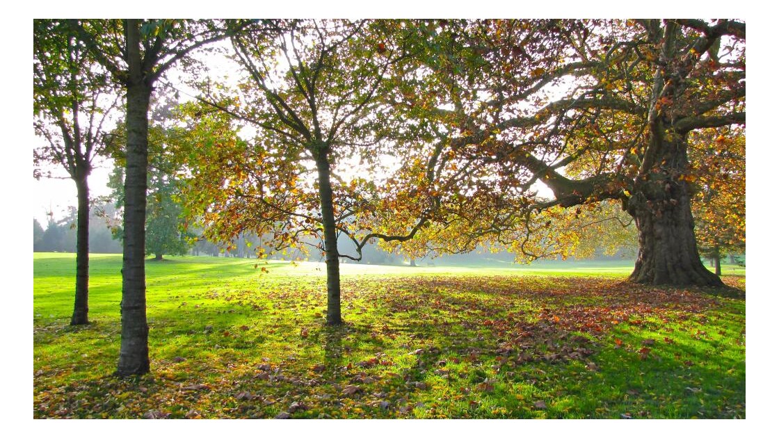 Dans Le Parc De Rentilly , - Geo.fr