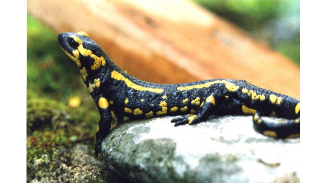 Salamandre femelle