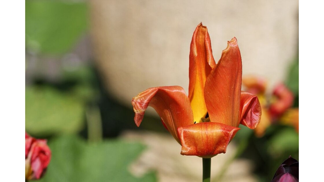 Fin d'une tulipe