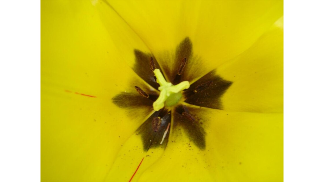 Coeur de tulipe jaune