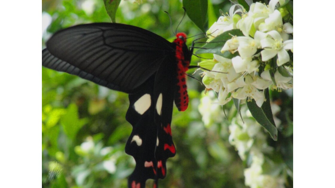Thailande, Papillon.jpg