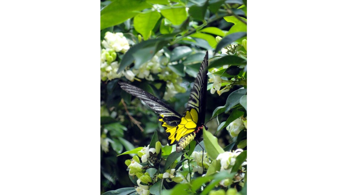Thailande, Papillon.jpg