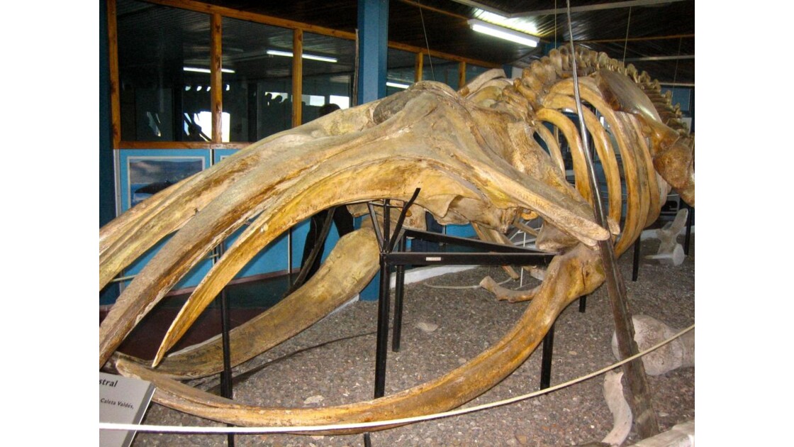 Squelette de baleine
