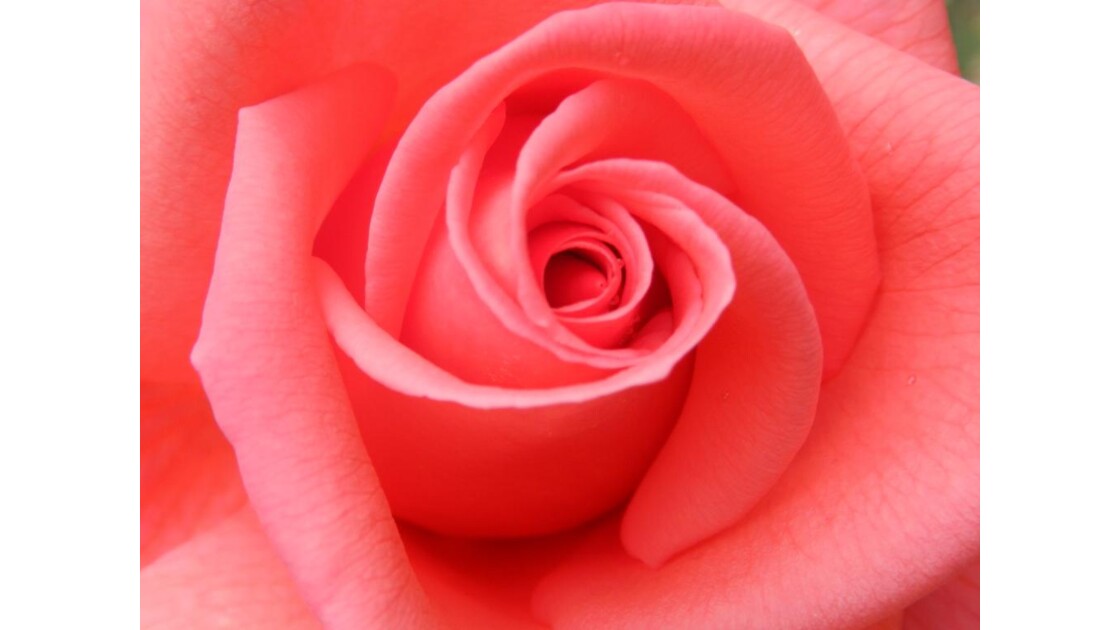 Rose.jpg