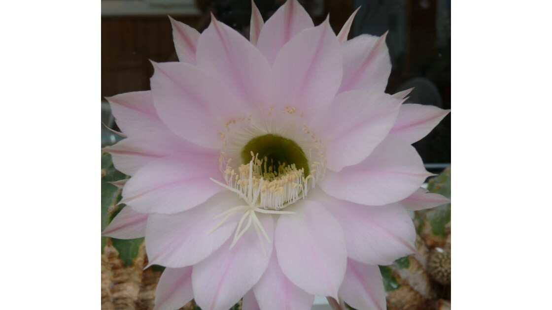 fleur de cactus, ce cactus ne fleurit qu'une fois par ...