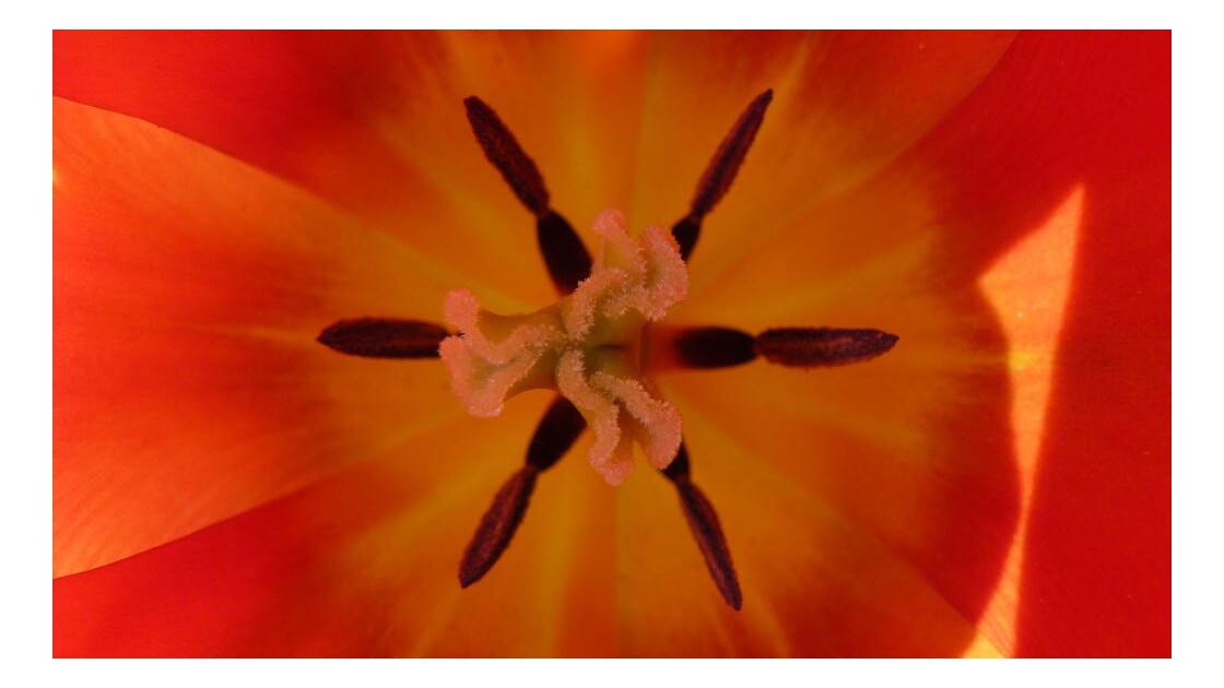 Coeur_de_tulipe.JPG