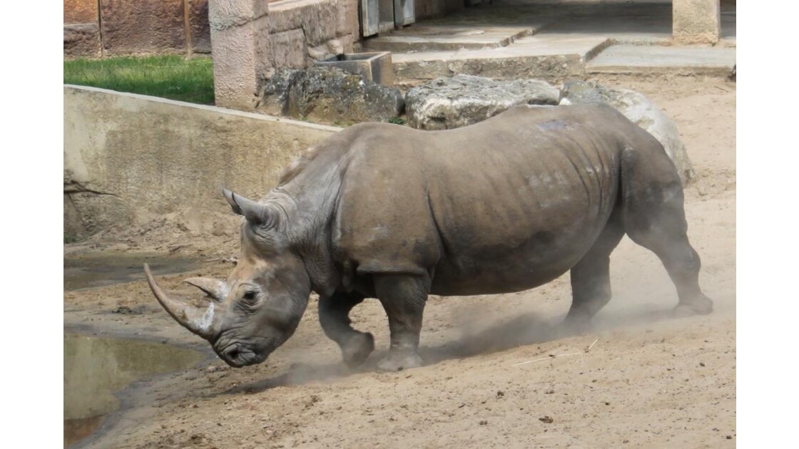 Mr Rhino