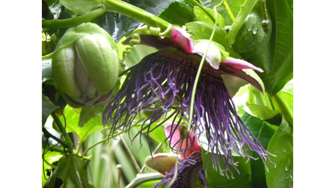 barbadine  fleur et fruit