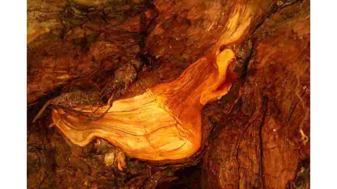 racine de séquoia