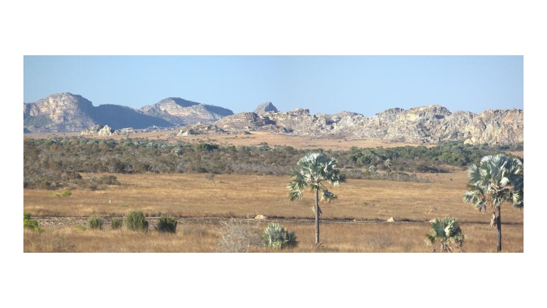 Panorama Plaine à palmier "Bismarkia"