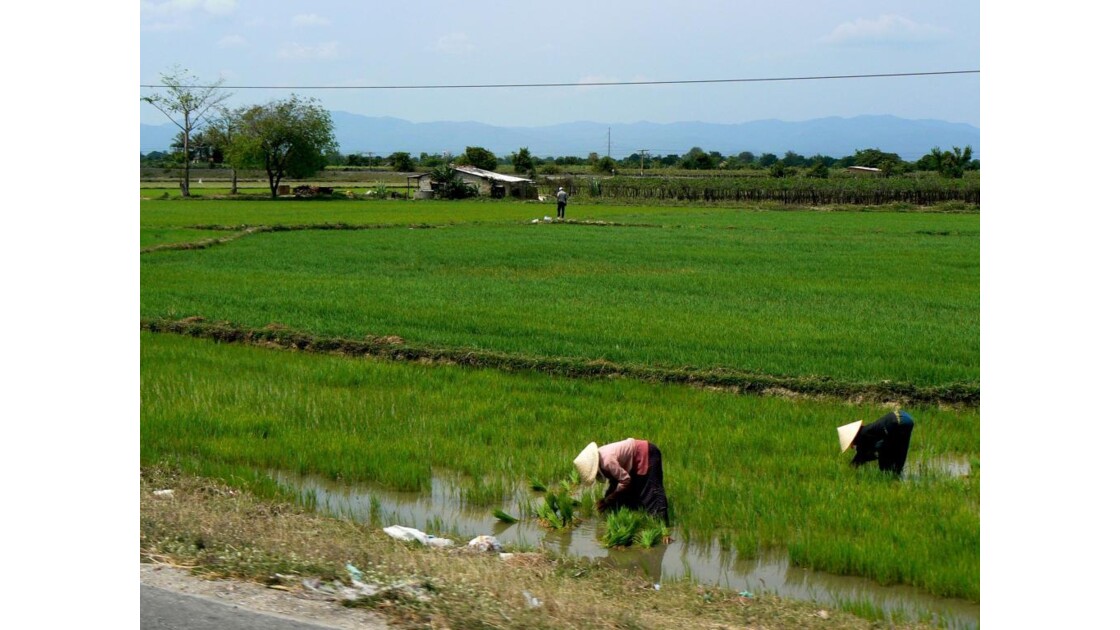Travail dans les rizières - 