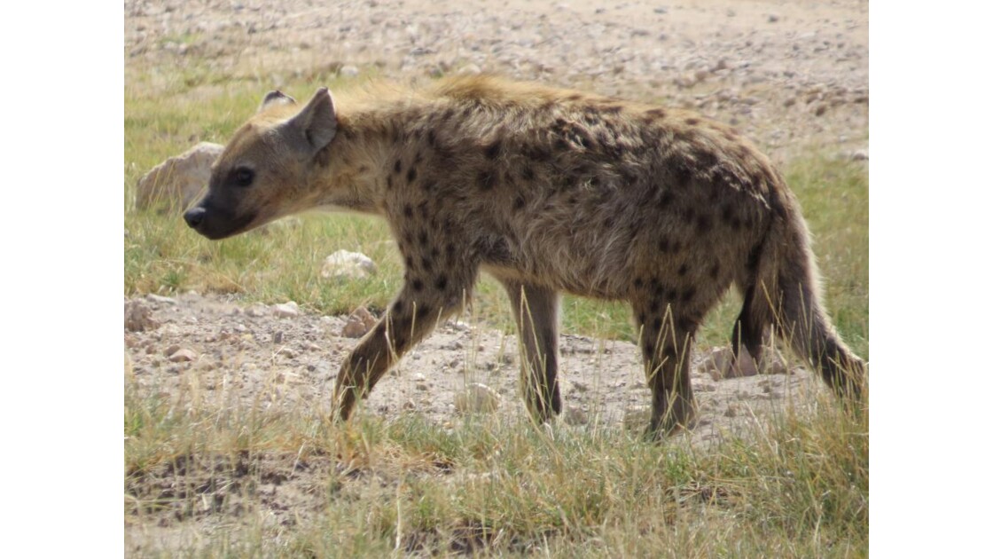 hyène 