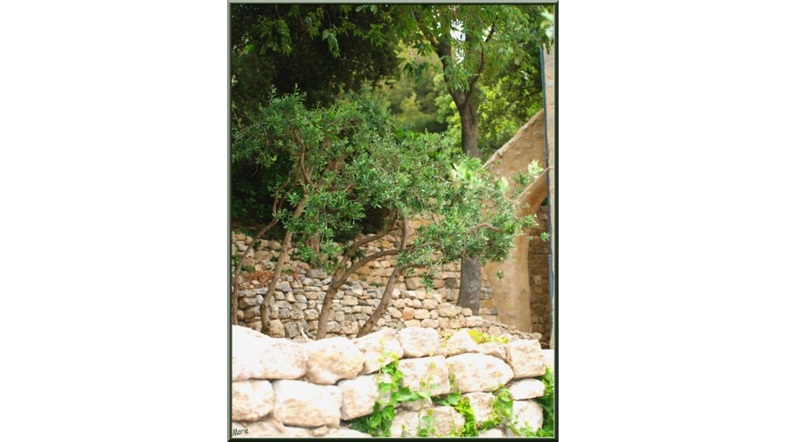 Mur en pierres, oliviers et amandiers_P