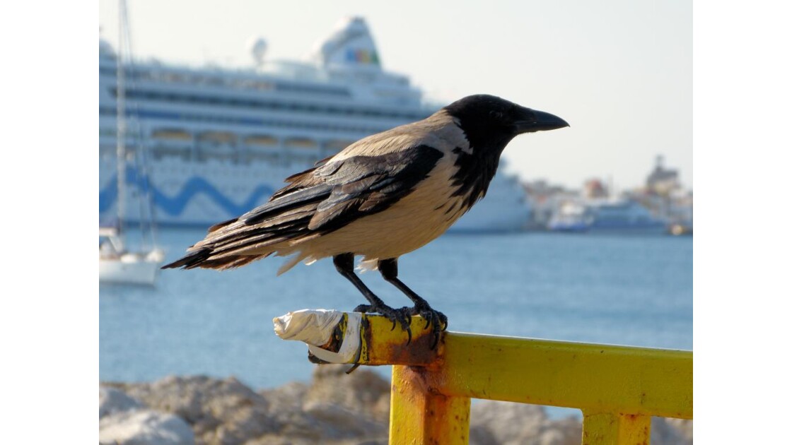 Corbeau De Rhodes Sur La Jetee Il Y A Nombre De Chats Geo Fr