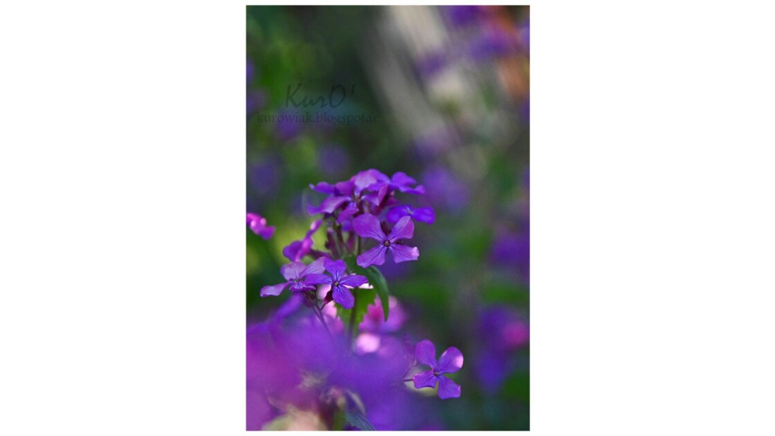 Petites violettes