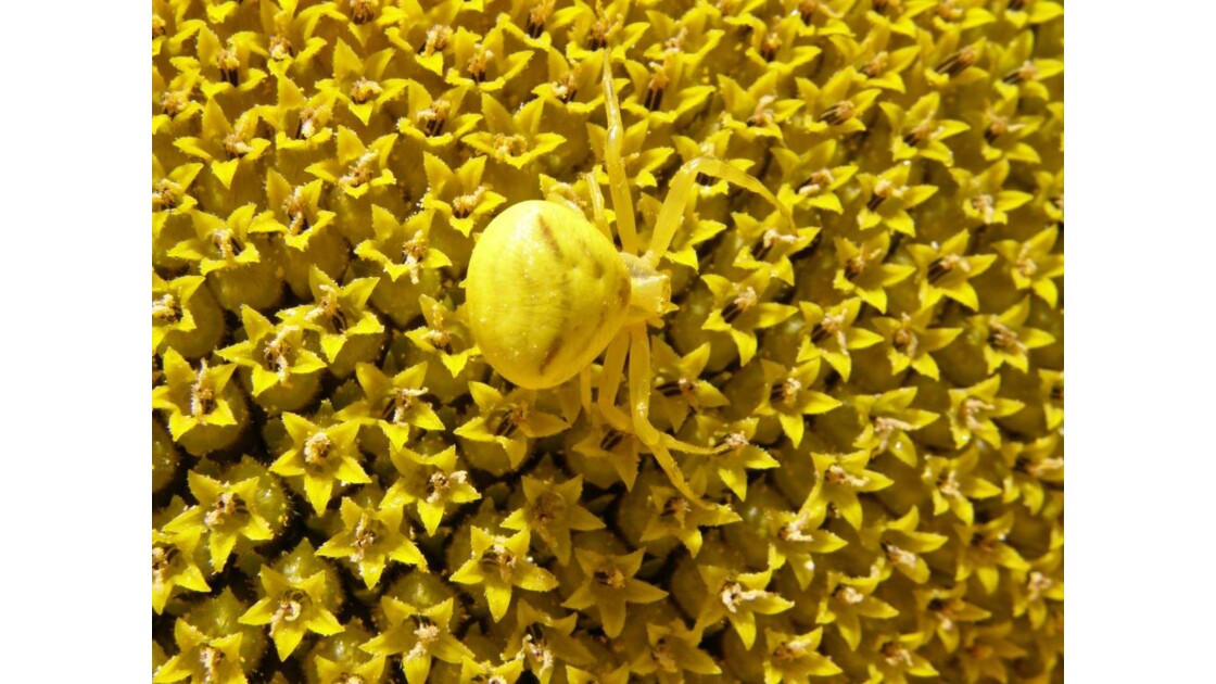 Araignée crable sur fleur de tournesol