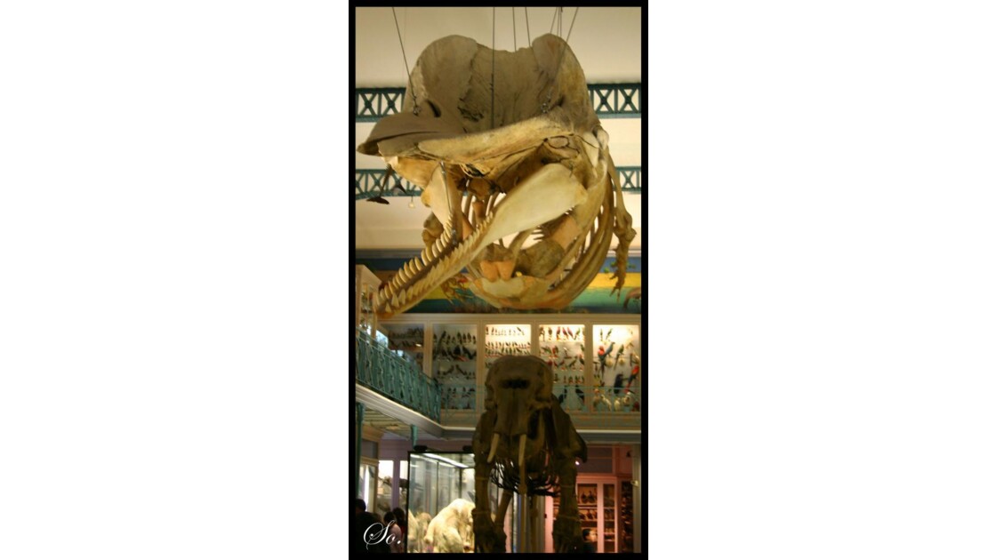 Squelette de cachalot