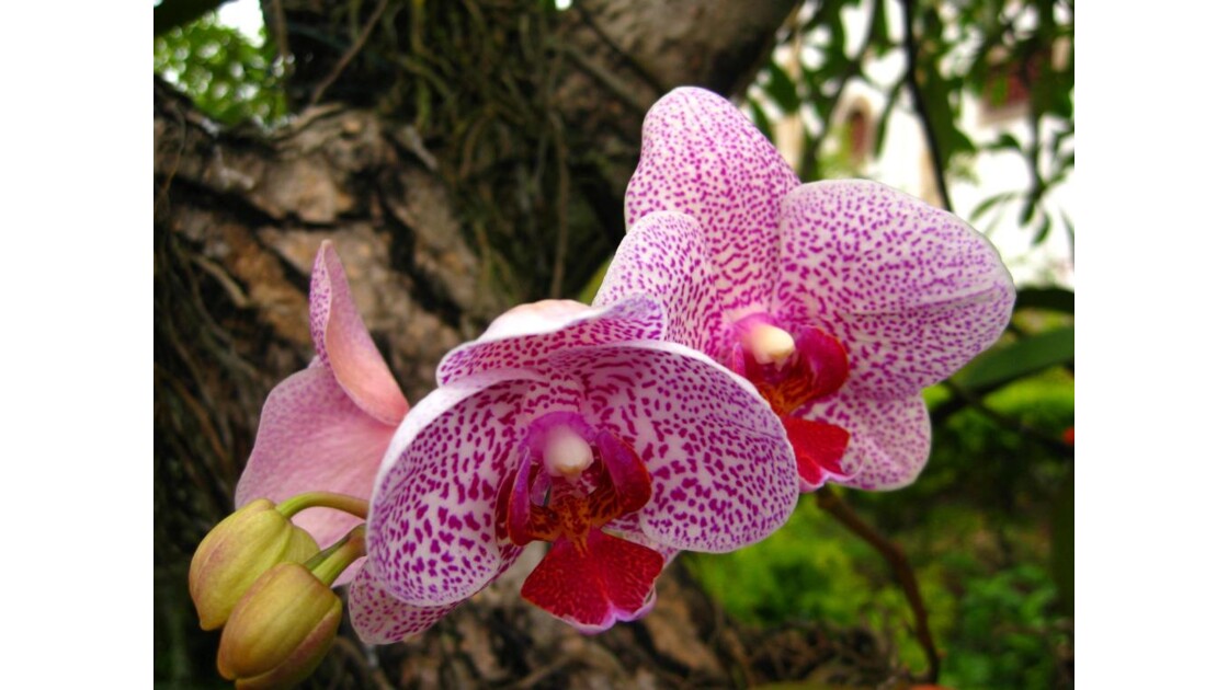 Orchidée sauvage.